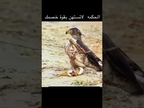 #حكمة