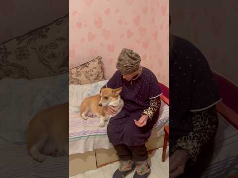 Бабушка ругает собачку