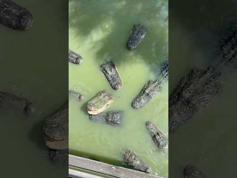 Dad catches mom and daughters feeding huge alligators #shorts