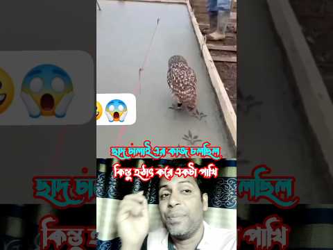 ছাদ ঢালাইয়ের কাজ চলাকালীন চলেছিল কিন্তু হঠাৎ একটা পাখি এসে #multiple chenel #vairalvideo