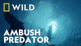 Ambush Predator | Investigation Shark Attack: Tigers in Hawaii | National Geographic UK