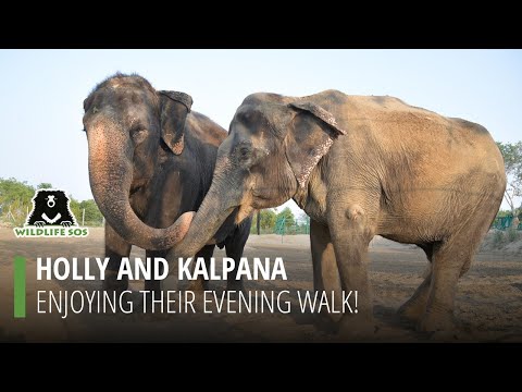 Holly join Kalpana on her evening walk at EHC!