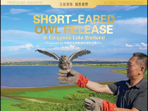 From Storm to Soar: A Falcon’s Journey at Qinggeda Lake