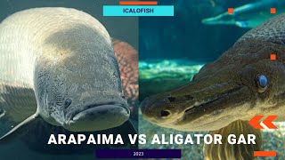 ARAPAIMA VS ALIGATOR GAR SIAPA YANG JADI JUARANYA