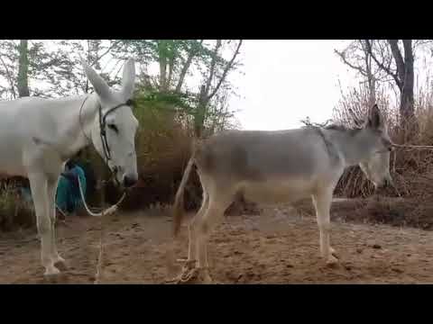 Коні Ваговози.Жеребець на Паровку.Привезли лошицю з Бачача.Коні Тернопільщини.April. 2, 2024