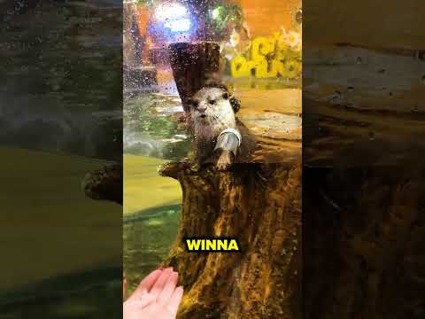 Wydra Miała Dwa Wybory...❤️