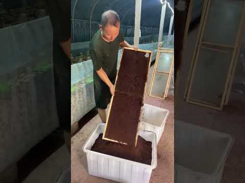 GRANJA DE GRILLOS EN CHINA: UN MUNDO EN MINIATURA