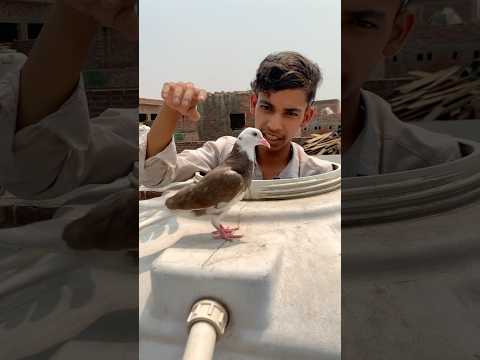 Mujhe pani ๐ฆ ke taink me ๐ฑ band kar diya to #kabutar #pigeon #viral #short #feed