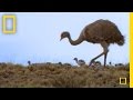 Rhea Bird Behavior and Characteristics