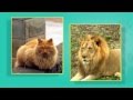 Pet Care Knowledge Assessment