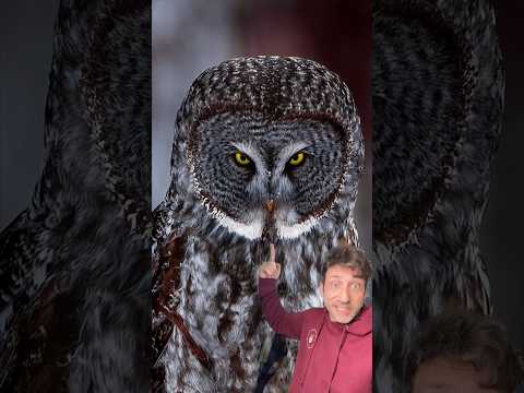 The Great Grey Owl is literally built different