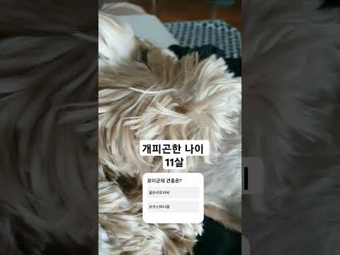 많이 피곤한 로이군 코카스파니엘 로이군의 일상 / 부산애견동반식당 <strong>동래이층</strong> 마스코트 #부산애견동반 #코카스파니엘 #강아지 #애견동반 #부산와인 #부산맛집 #동래애견동반 #<strong>동래이층</strong>