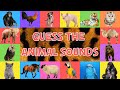 Animal Sounds Identification