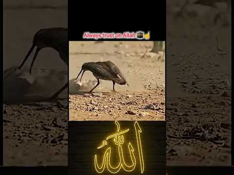 Always trust on Allah |βπ #javed #javed_bhai_10k #Islamic