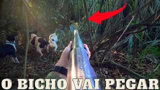 MUITO JAVALI, PERDEMOS A CONTA! - CONTROLE DE JAVALI - JAVALI BRASIL