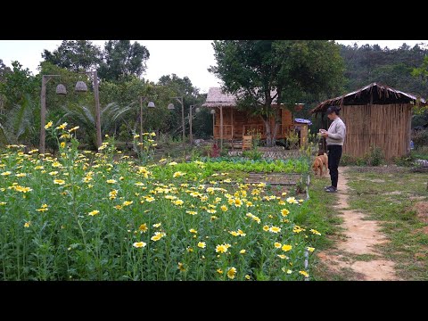 Harvesting Taro. Planting Corn and Peanuts for the New Season. Cooking Delicious Taro Soup