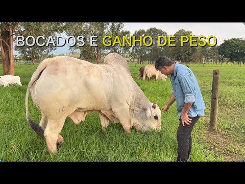 O QUE FAZ O GADO GANHAR MAIS  PESO?