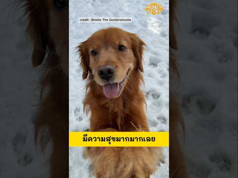 สุนัขตัวนี้อยากเล่นหิมะตอนหน้าร้อน เจ้าของจึงทำเซอร์ไพรให้ซะเลย ☃️🐕 #หมา #สุนัข #dog #shorts
