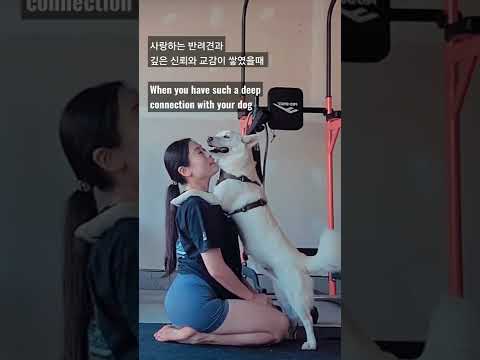 사랑하는 반려견과 깊은 신뢰와 교감이 쌓였을때 나오는 행동 when you have a deep connection with your dog