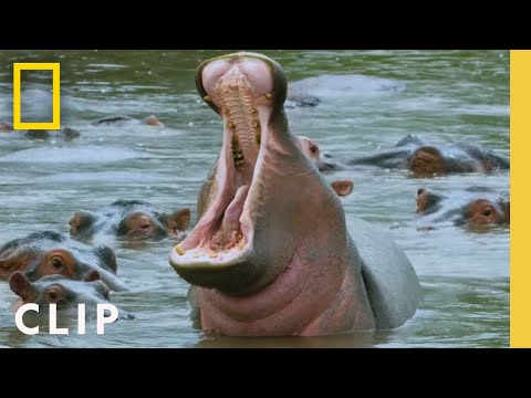 A school of hippos gives an aggressive warning sign | Primal Survivor: Extreme African Safari