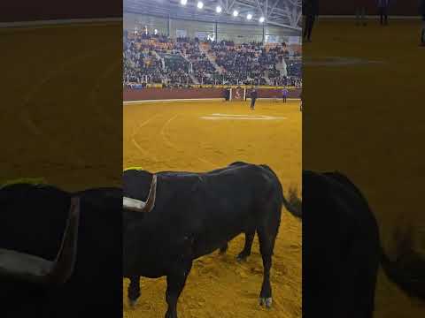 😱 LLAMA AL TORO Y DA UN GRAN SALTO