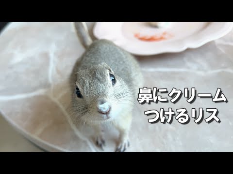 リスにケーキを作ったら鼻にクリームつけてて可愛すぎた