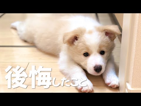 犬を迎えて一番後悔したこと…【ボーダーコリー•ゴールデンレトリバー】