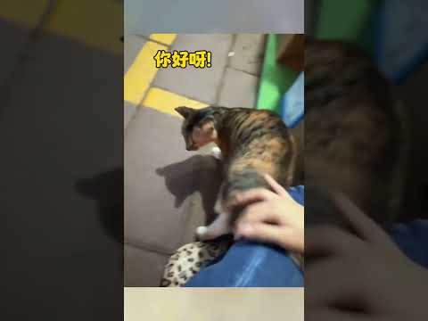猫妈妈因怀孕被丢出家门,不断祈求路人收养,万物皆有灵,“我可以流浪,但我的孩子不行”。#画一个故事 #治愈系 #万物皆有灵性 #母爱 #流浪猫