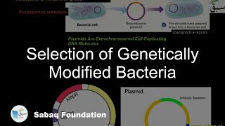 Selection of Genetically Modified Bacteria