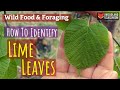 Lime Tree Leaves Characteristics and Uses