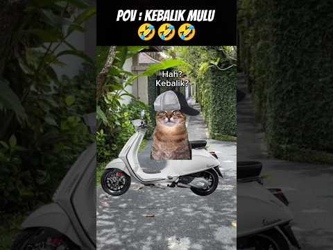 Pov : Kebalik Pak 😂 #meme #cat #kucing #animation #funny #fypシ