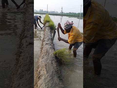 రైతులు #గట్లుకు #చింగావ్ వెయ్యటం / #farmers #grass cutting #farming work ...👍 #viral