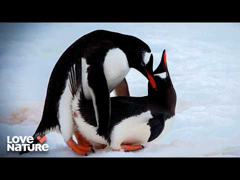 The Lengths Animals Will Go During Mating Season | Under The Sea 101