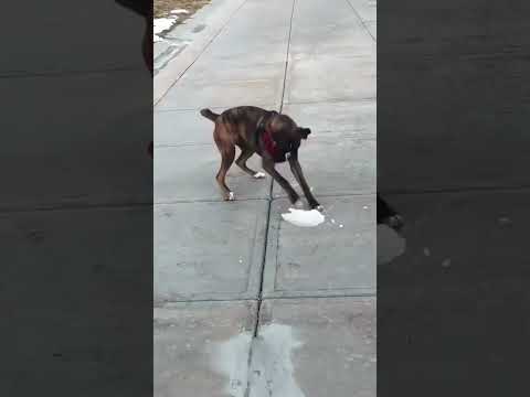 The Most Hilariously Cute Dog#funnydogs#cute#doglover#FunnyCuteDog#AdorablePuppy#FunnyCuteDog