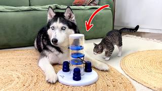 This Tiny Cat Solved What the Huskies Couldn’t! IQ Dogs vs Cats