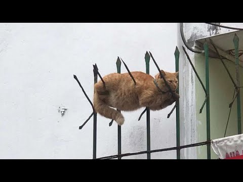 i wish i was a cat, no school, no work, just meow meow