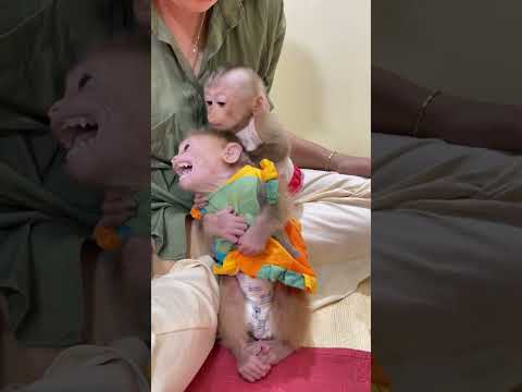 ChiChi Jealous Linda Sit On Mom