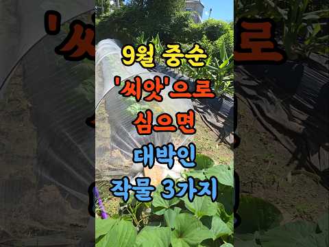 9월 중순 '씨앗'으로 심으면 특히 대박인 작물 3가지