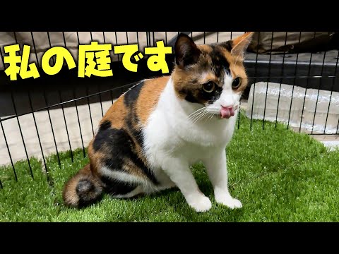ベランダは完全にベルちゃんの領地となりました。