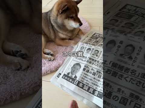 柴犬花さんの公約… サムネイル