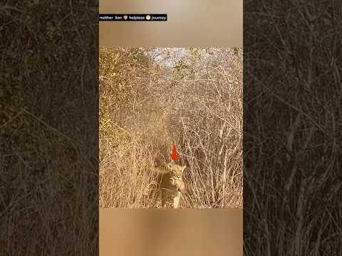 “🦁 100 दिन Pregnant Lioness Safe जगह न ढूंढ पाई 😮 | Destiny का खेल 🥹”