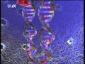 Genetik und DNA-Strukturen
