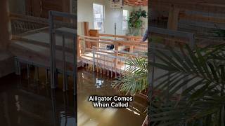 Alligator Comes When Called #shorts #alligator