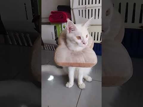 #ขนมปังเค้าเอาไว้กินไม่ใช่เครื่องประดับนะโนนิ😂😂😂🌺