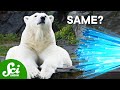 Understanding Fiber Optics and Polar Bear Fur