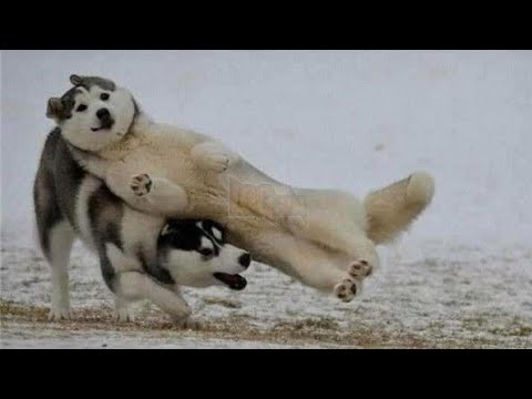 Try Not To Laugh Funny Videos - Funny Moments Of The Year Compilation  😆😆😆 PART 202