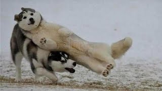 Try Not To Laugh Funny Videos - Funny Moments Of The Year Compilation  😆😆😆 PART 202