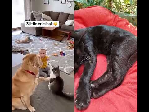 cat dog 😊🐕😊😊😍🤩😝😝