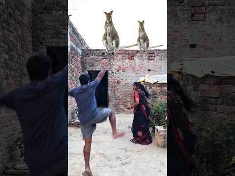 "कंगारू आया छत पर कूदते हुए, और हम भागे पूरे मूड में!"😭😭 #reetavlogs #shorts
