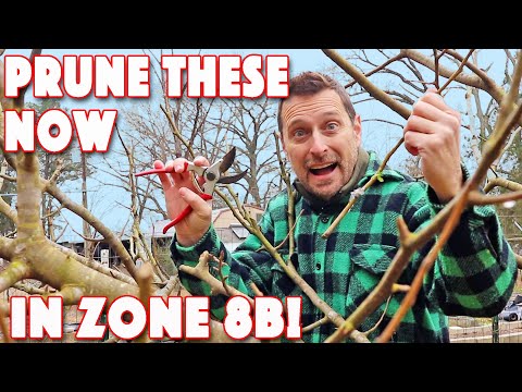 Pruning Fruit Trees! Zone 8B Do It NOW!